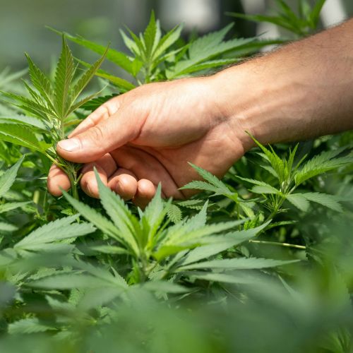 Plantes de CBD à Caen