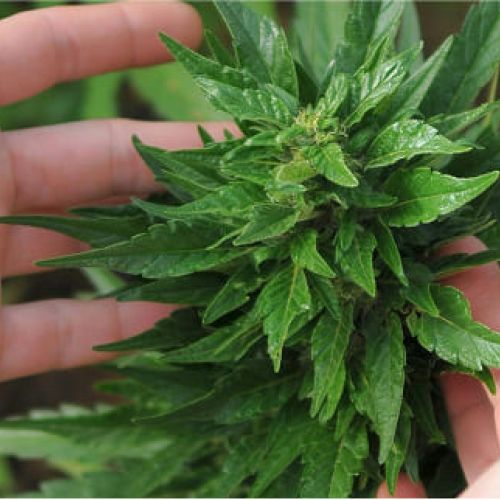 Plantes de cannabis