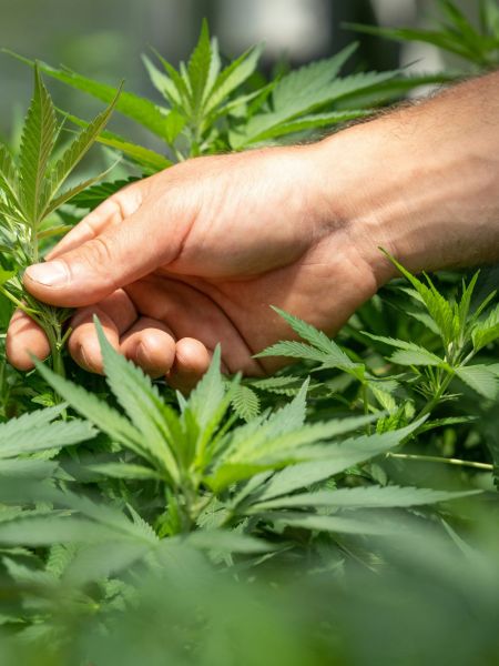 Plantes de CBD à Caen