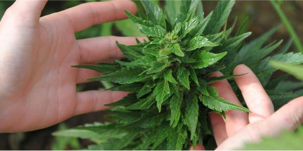 Plantes de cannabis