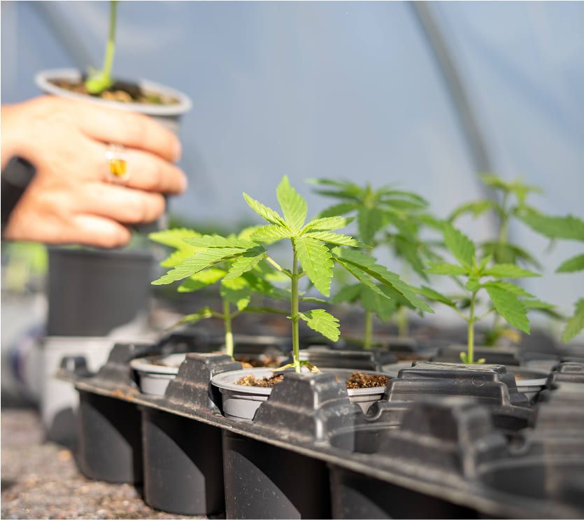 Plant de CBD de monti normand CBD