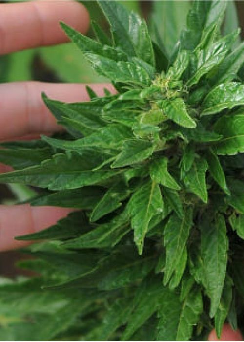 plante de cbd
