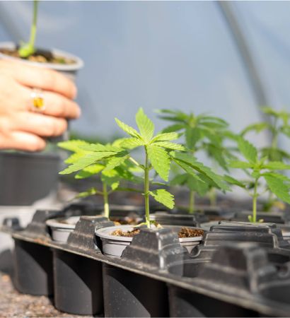 Plant de CBD de monti normand CBD